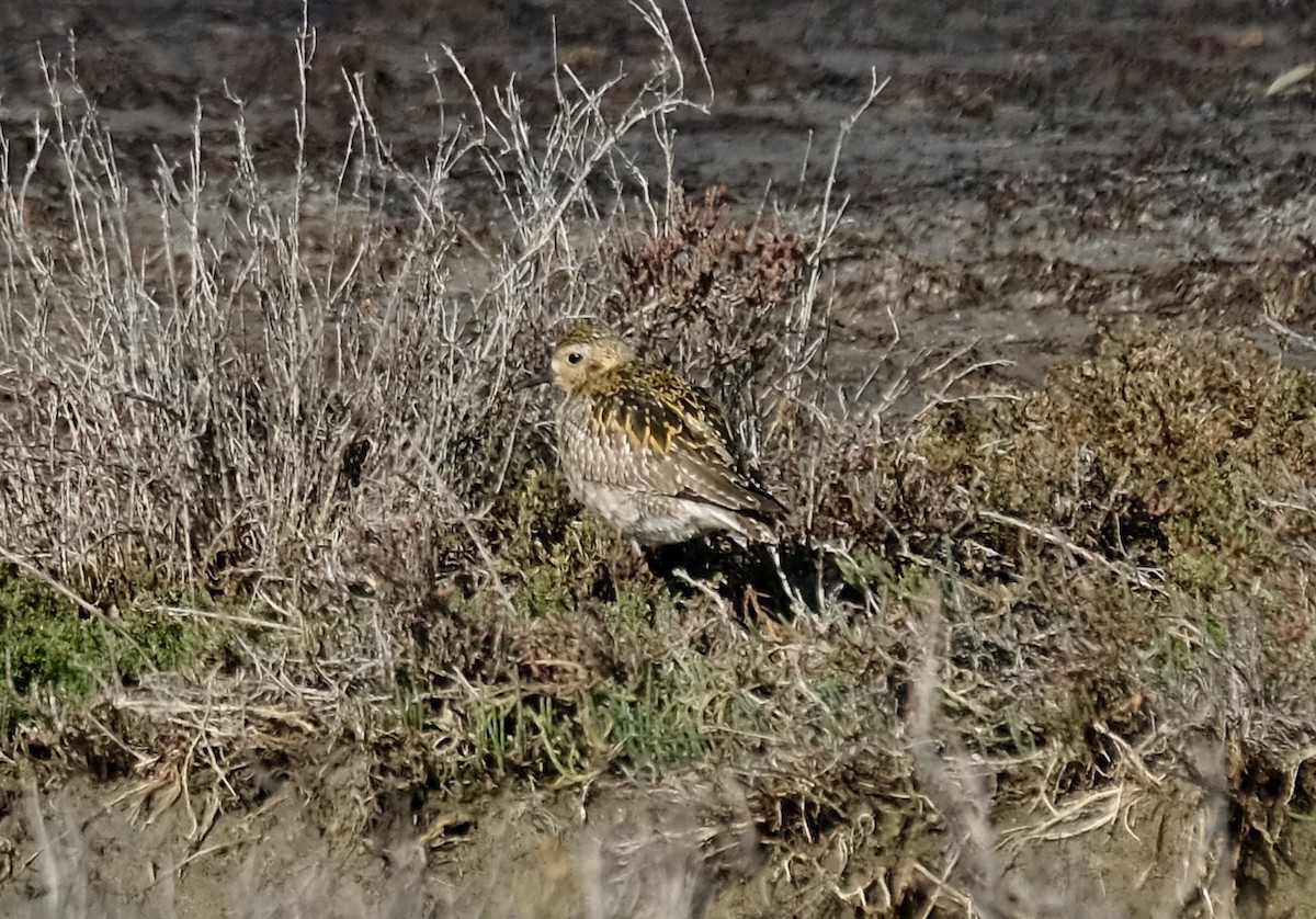 Tundra-Goldregenpfeifer - ML646588857