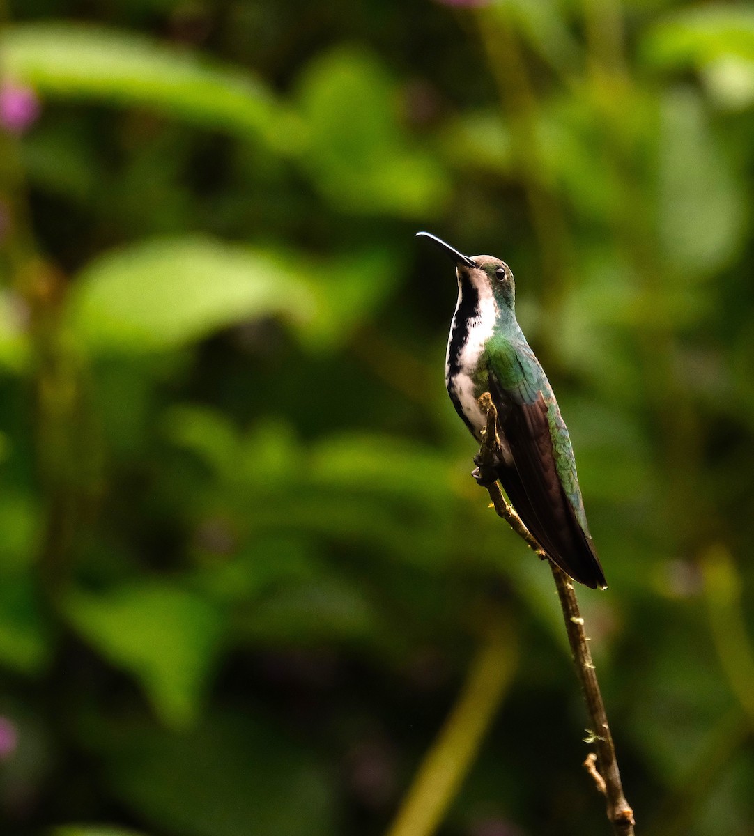 Black-throated Mango - ML646588862