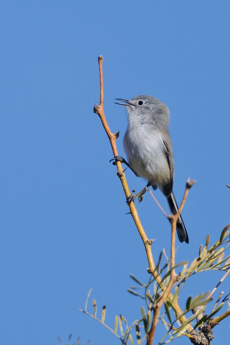 Perlita Colinegra - ML646588869