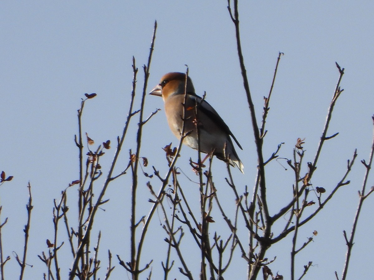 Обыкновенный дубонос - ML646588870