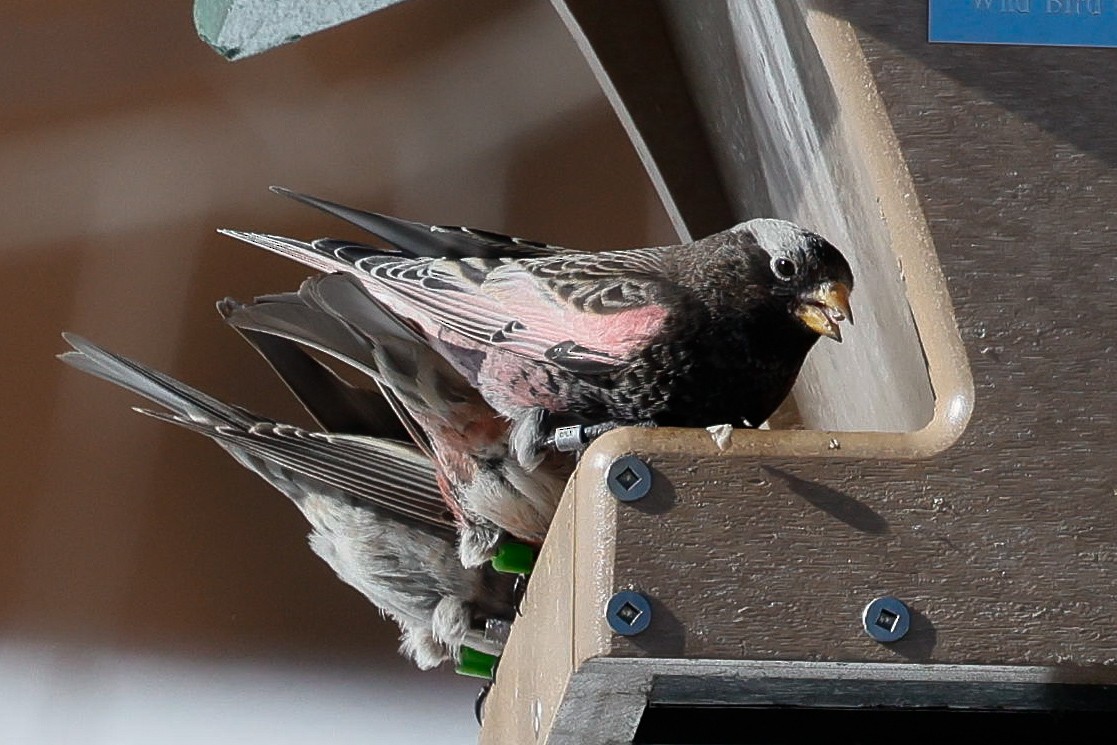 Black Rosy-Finch - ML646588873