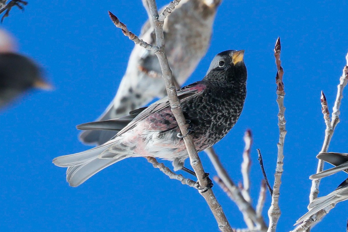 Black Rosy-Finch - ML646588874