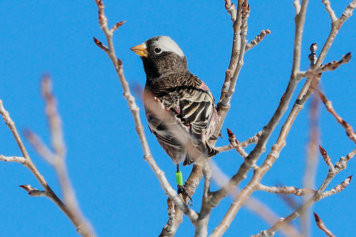 Black Rosy-Finch - ML646588875