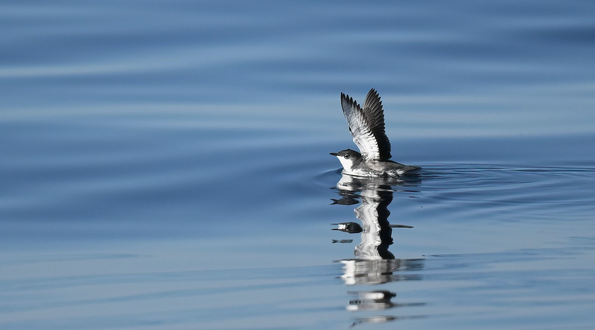 Mérgulo Californiano Aliclaro - ML646588877