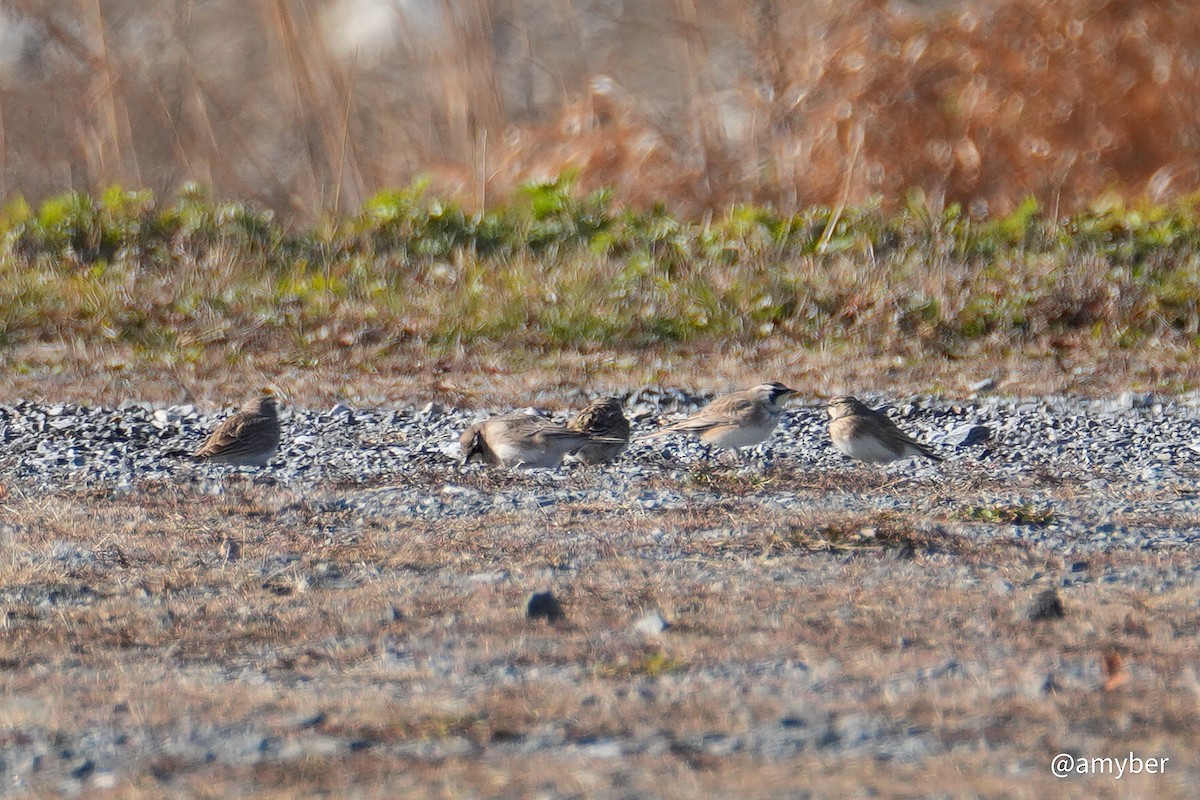Horned Lark - ML646588878