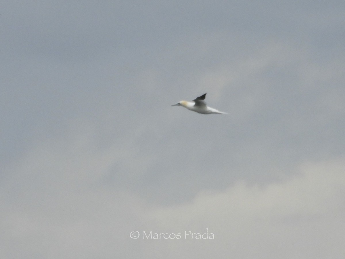 Northern Gannet - ML646588880