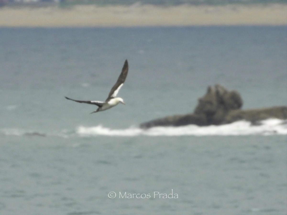 Northern Gannet - ML646588881