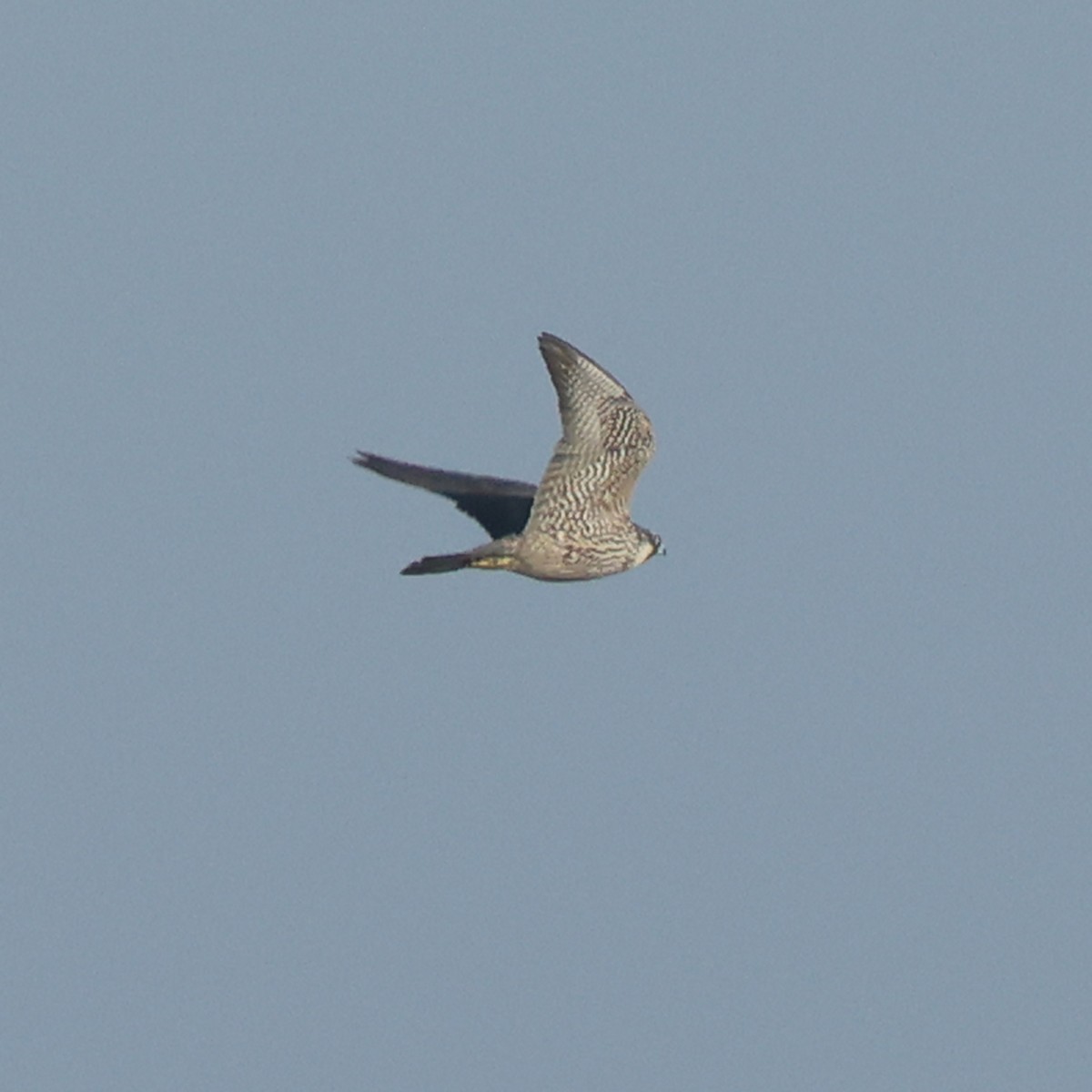 Peregrine Falcon - ML646588882
