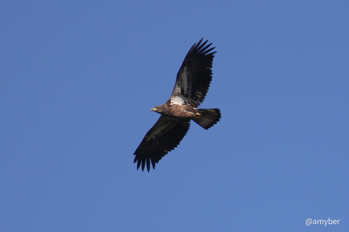 Bald Eagle - ML646588885