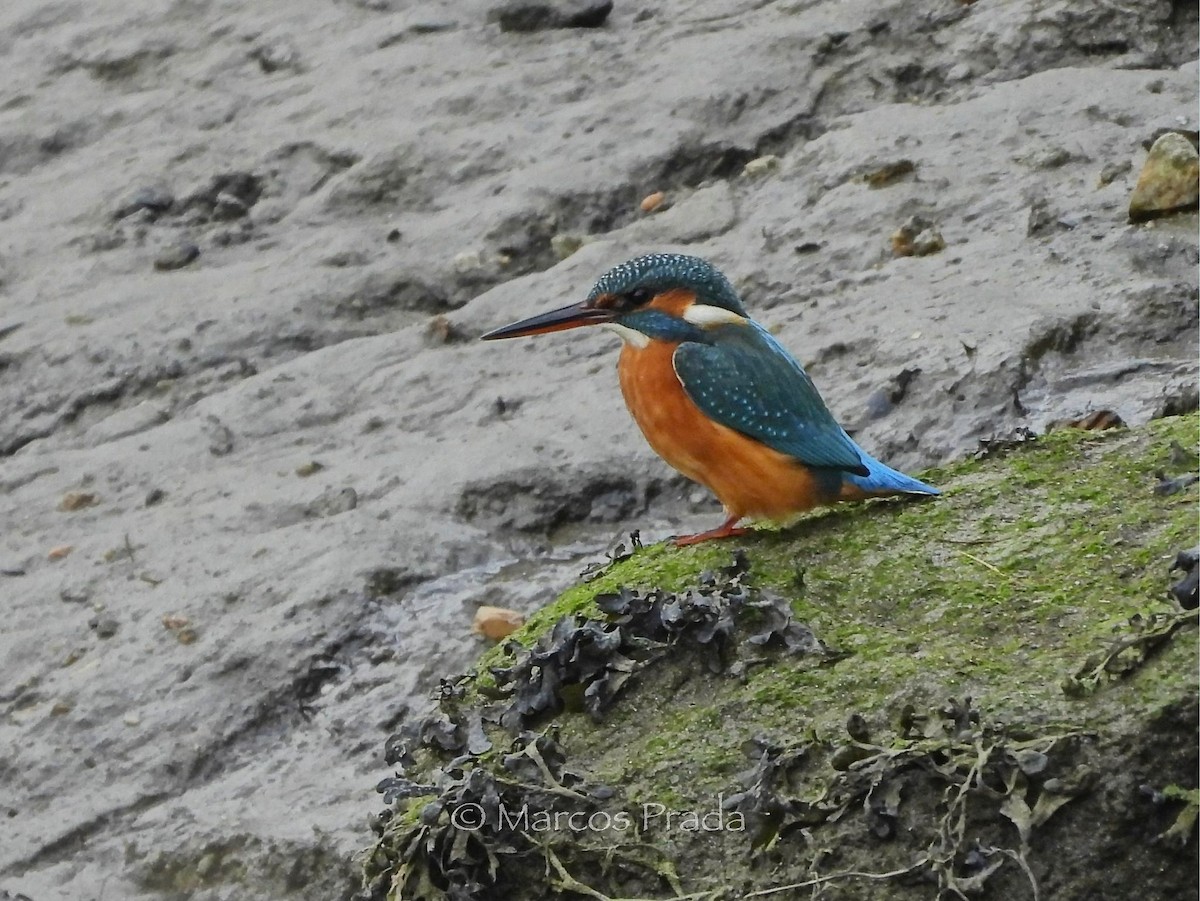 翠鳥 - ML646588889