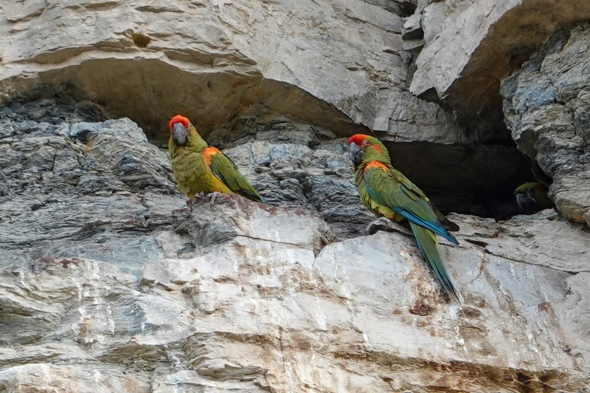 Ара червонолобий - ML646588890