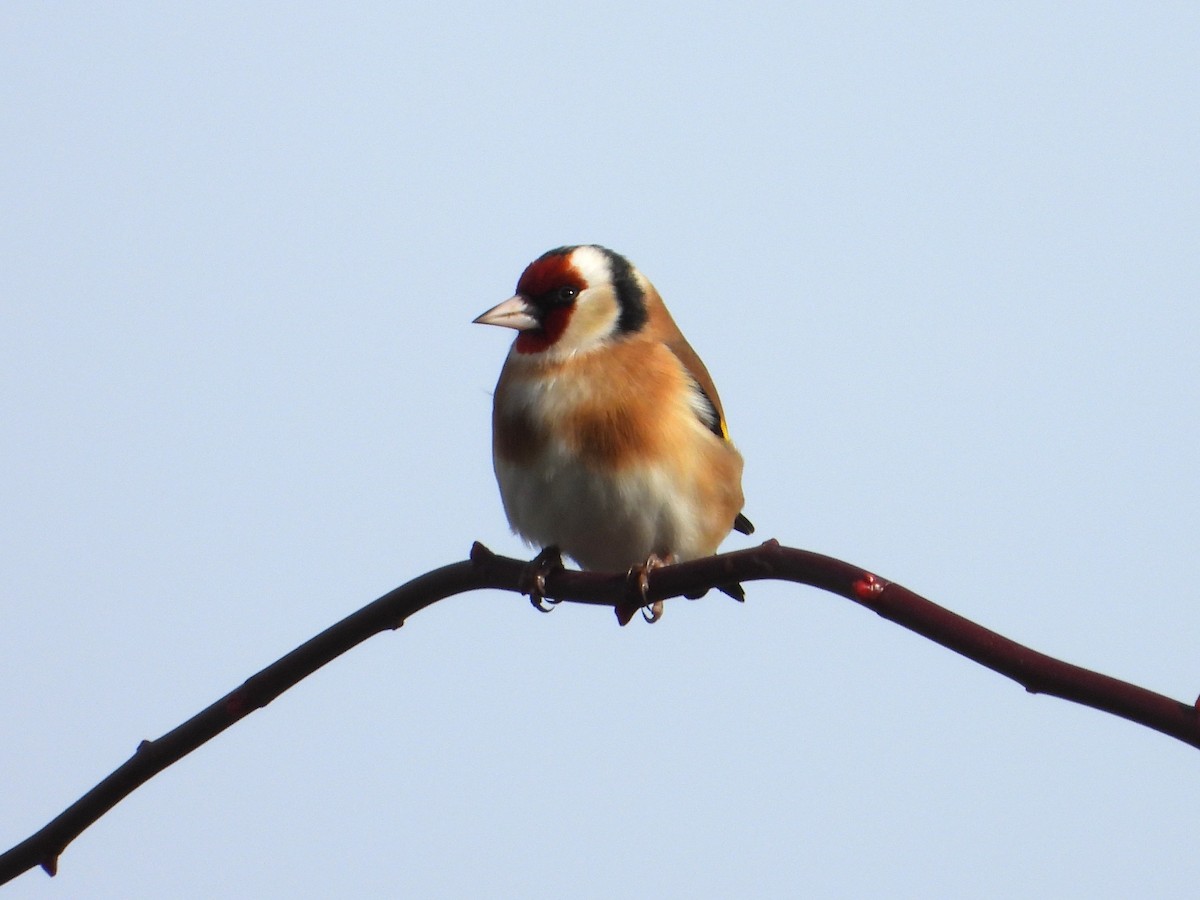 Щегол - ML646588892