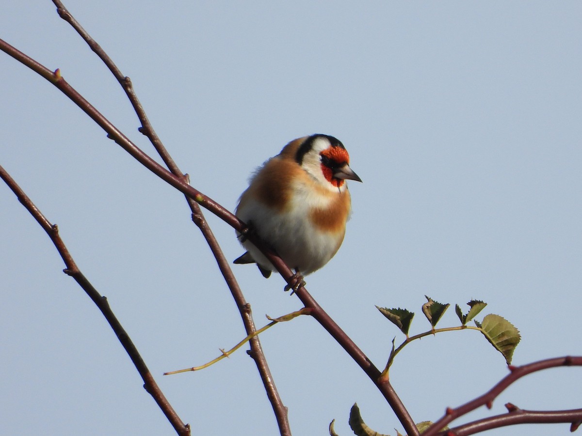 Щегол - ML646588893