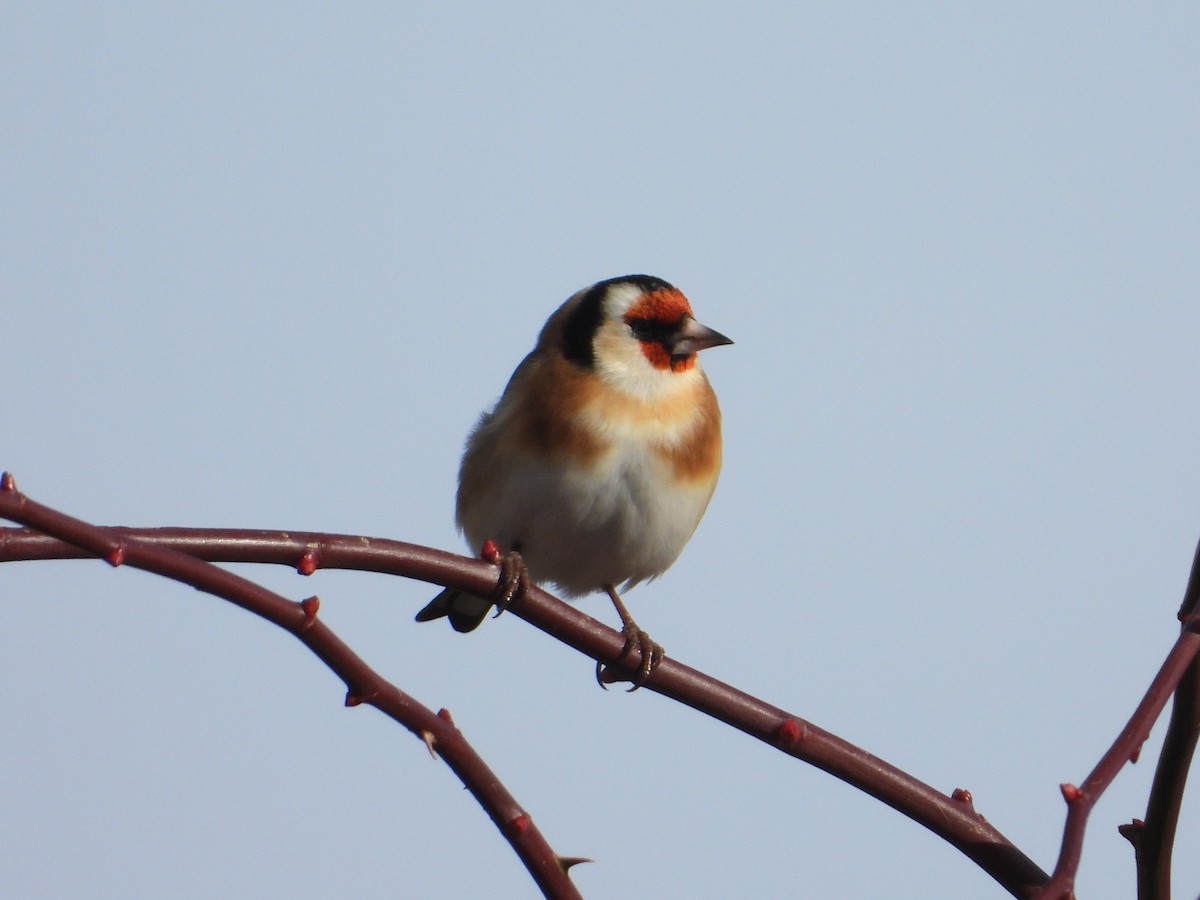 Щегол - ML646588894