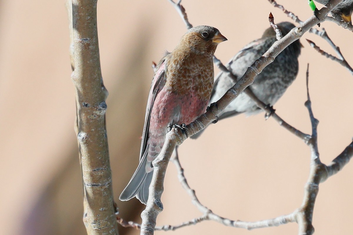 Brown-capped Rosy-Finch - ML646588898