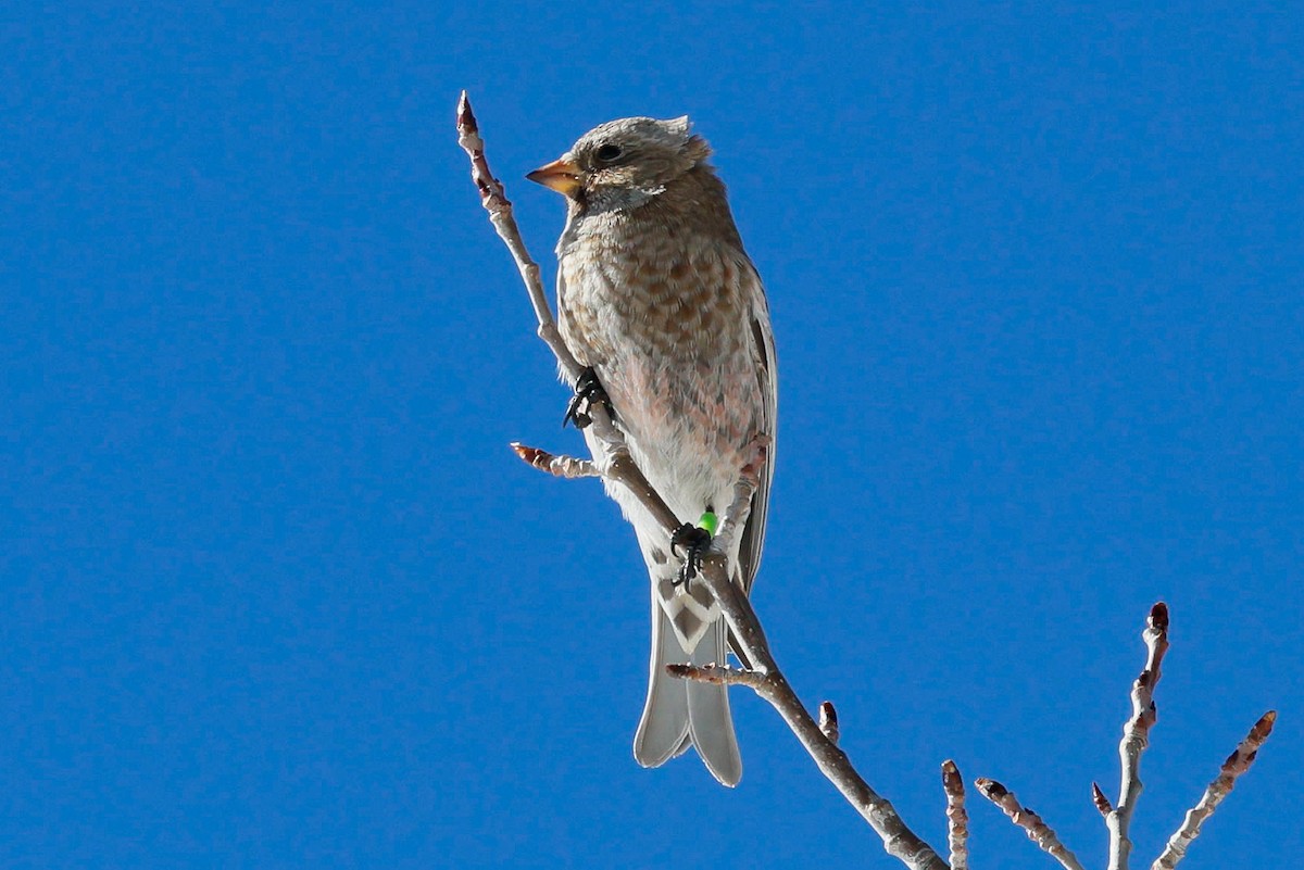 Brown-capped Rosy-Finch - ML646588899