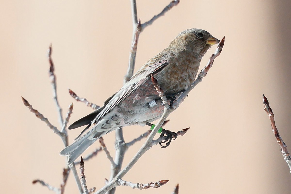 Brown-capped Rosy-Finch - ML646588900