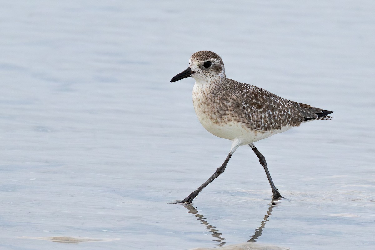 חופזי מנומר - ML646588905