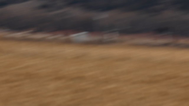 karančo jižní - ML646588906