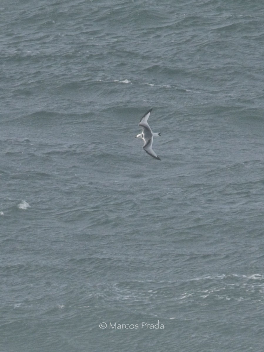 三趾鷗 - ML646588909