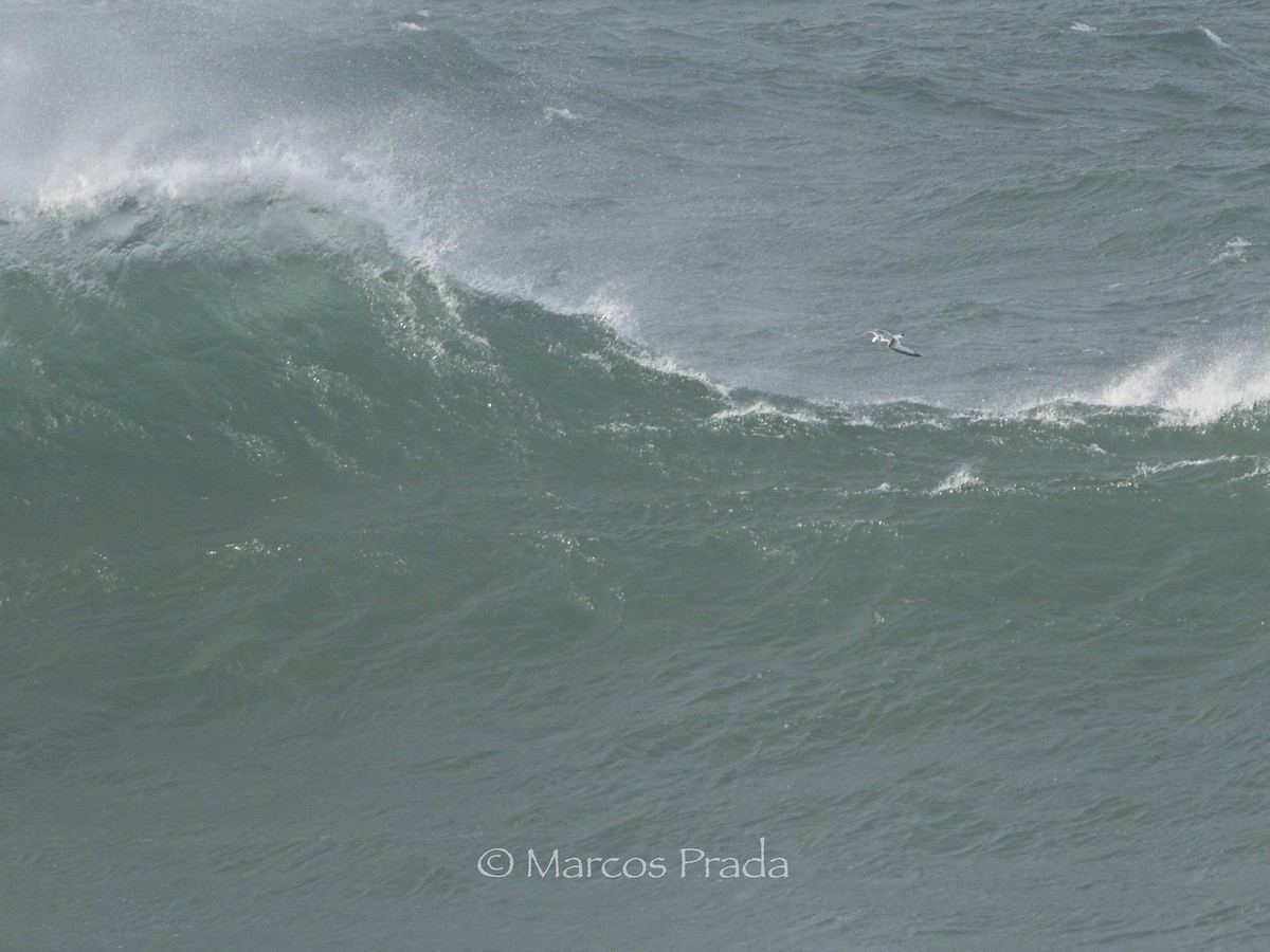 三趾鷗 - ML646588910