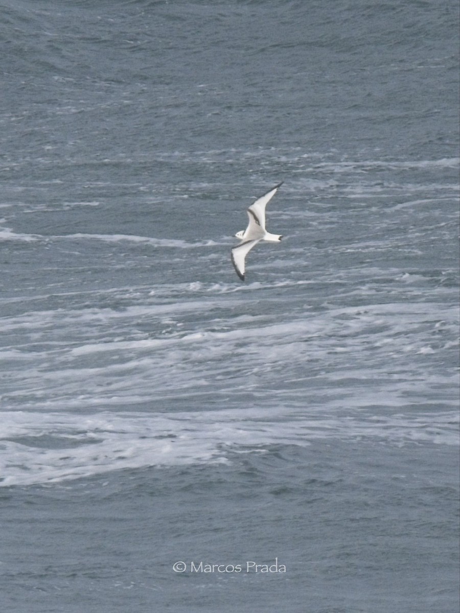 三趾鷗 - ML646588911