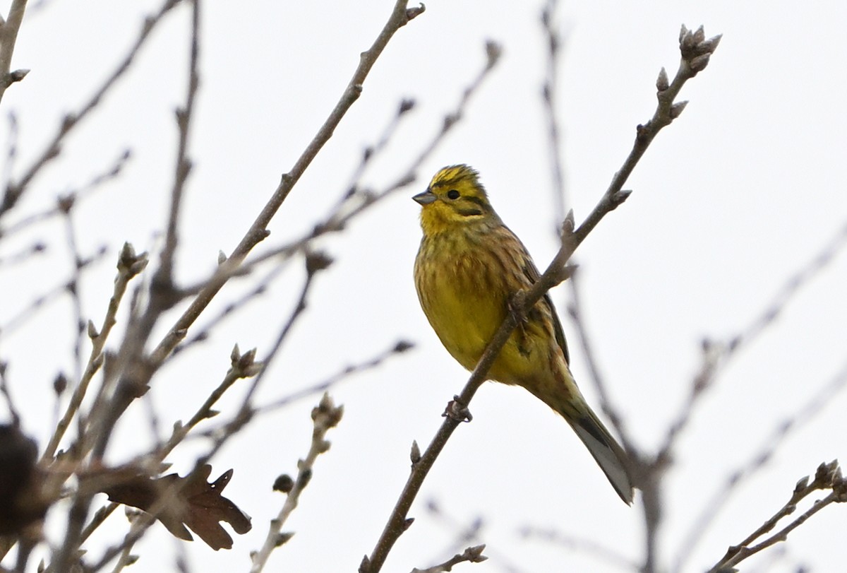 Yellowhammer - ML646588914