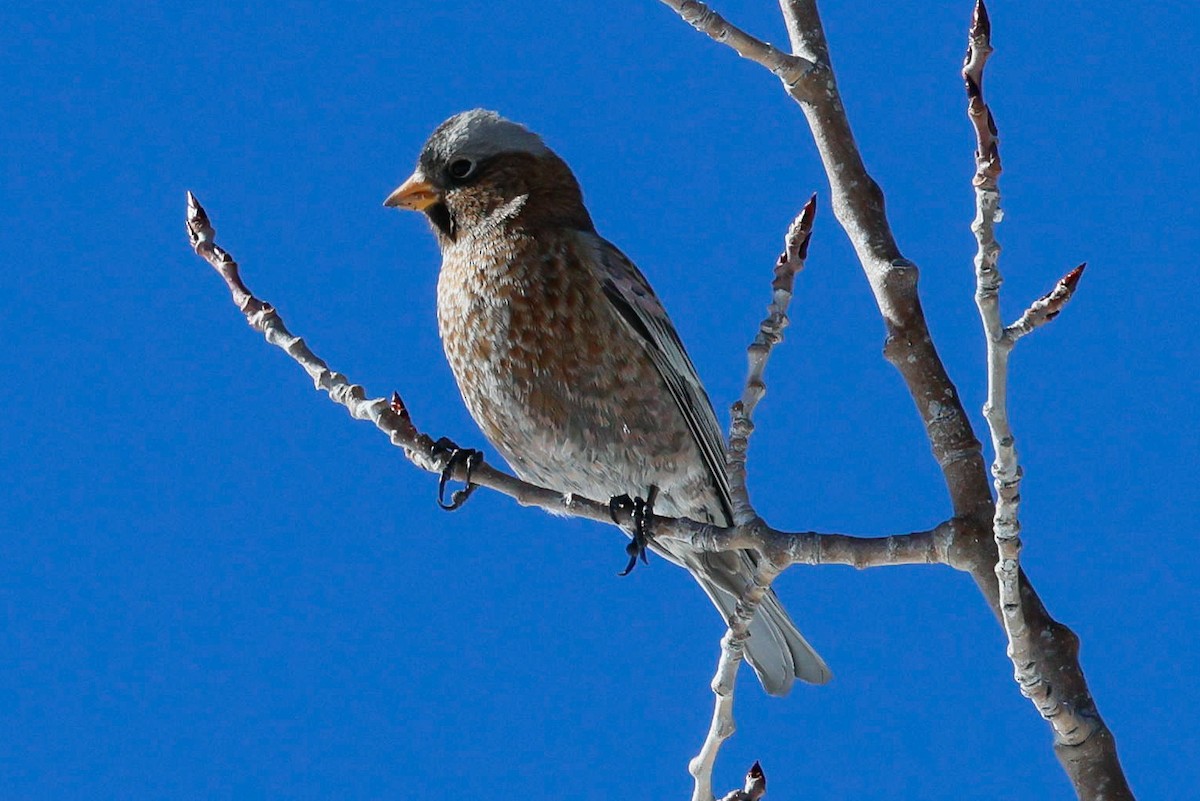 Gray-crowned Rosy-Finch - ML646588915