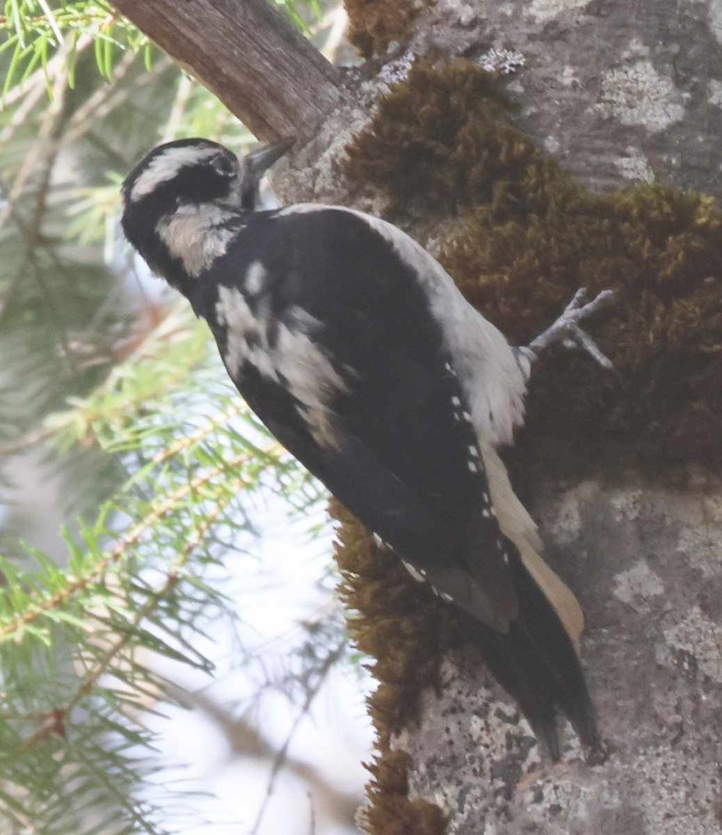 Sert Tüylü Ağaçkakan - ML646588916