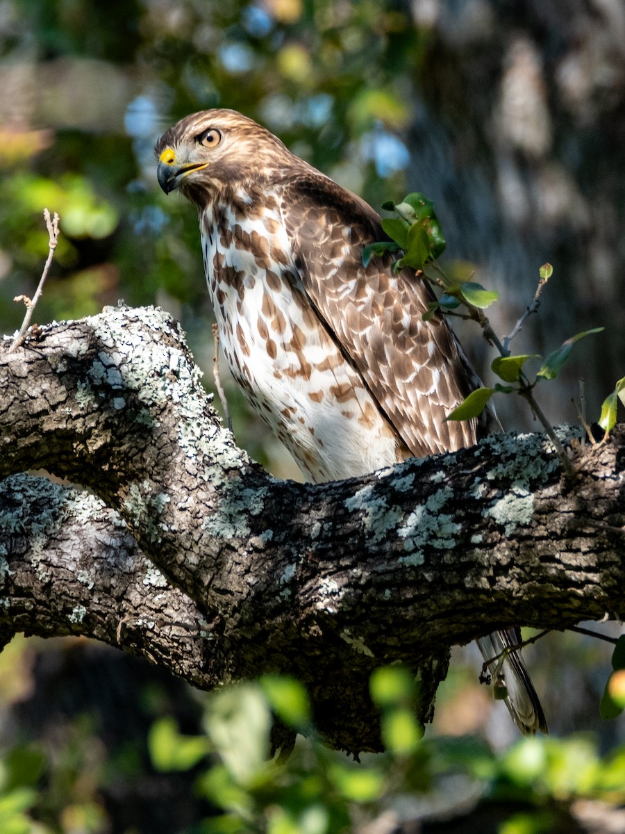 káně páskovaná - ML646588920