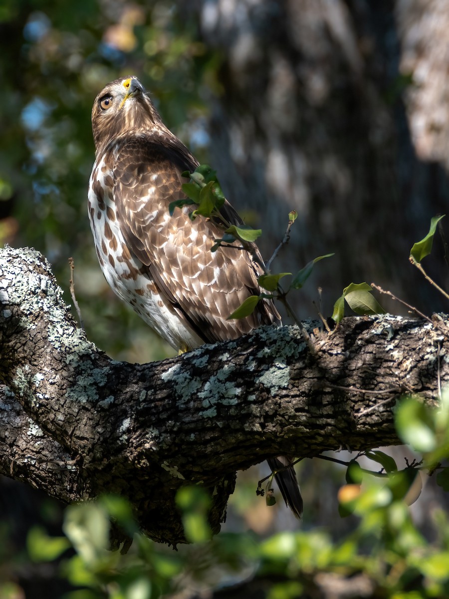 káně páskovaná - ML646588921