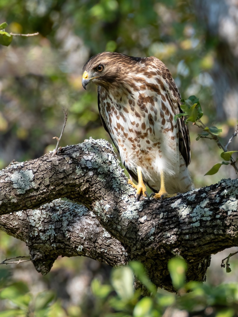 káně páskovaná - ML646588922