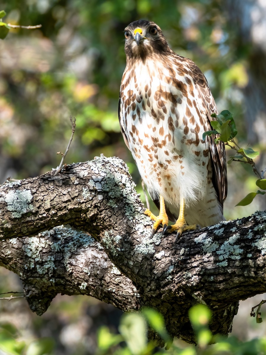 káně páskovaná - ML646588923