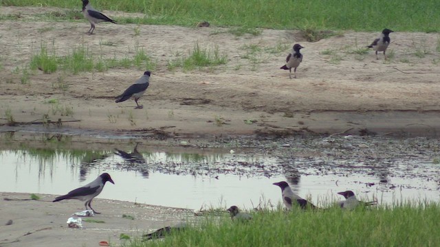 vrána šedá - ML646588932