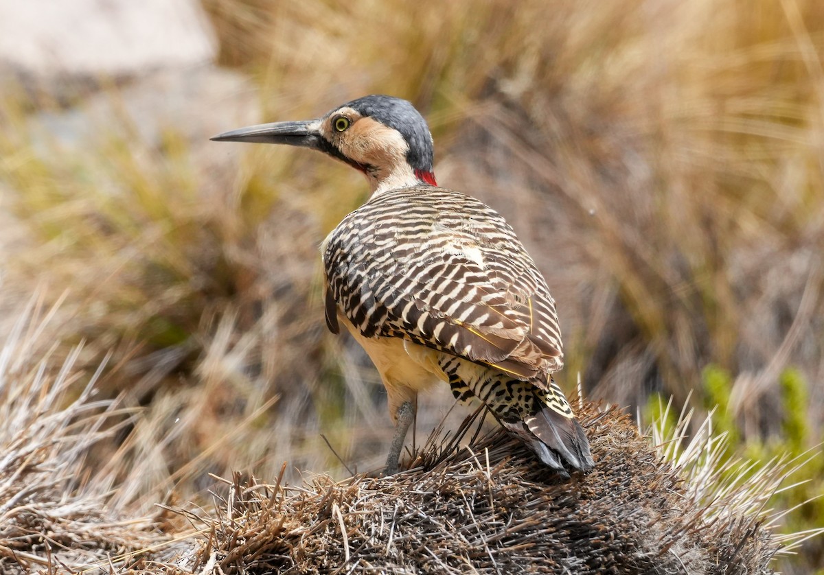 And Ağaçkakanı - ML646588933