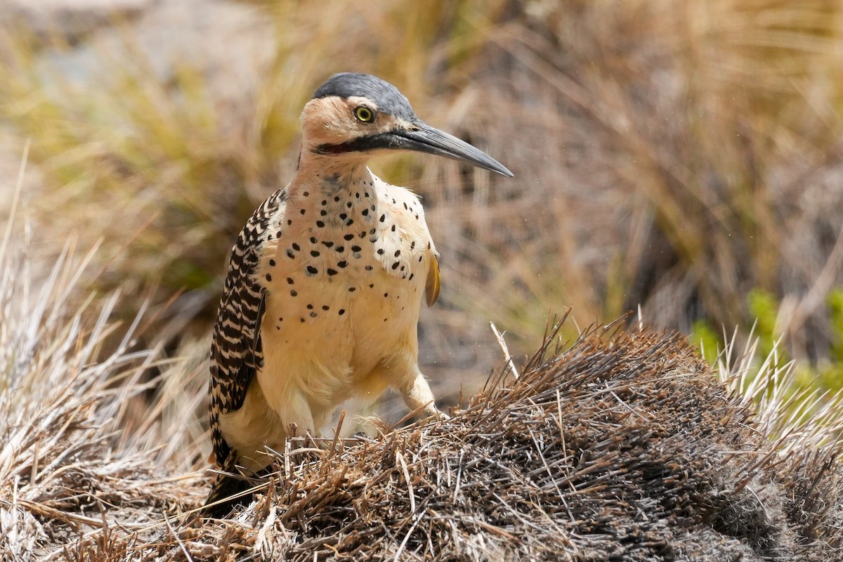 And Ağaçkakanı - ML646588934