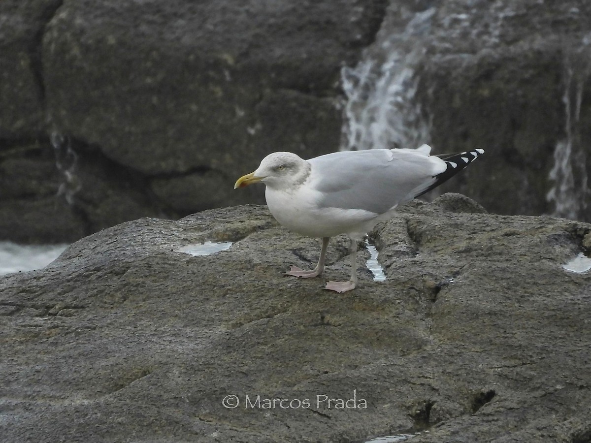 European Herring Gull - ML646588939