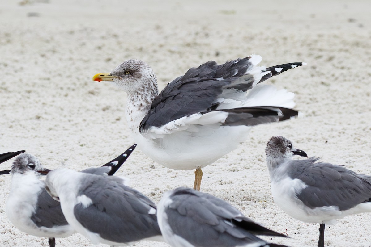 שחף שחור - ML646588941