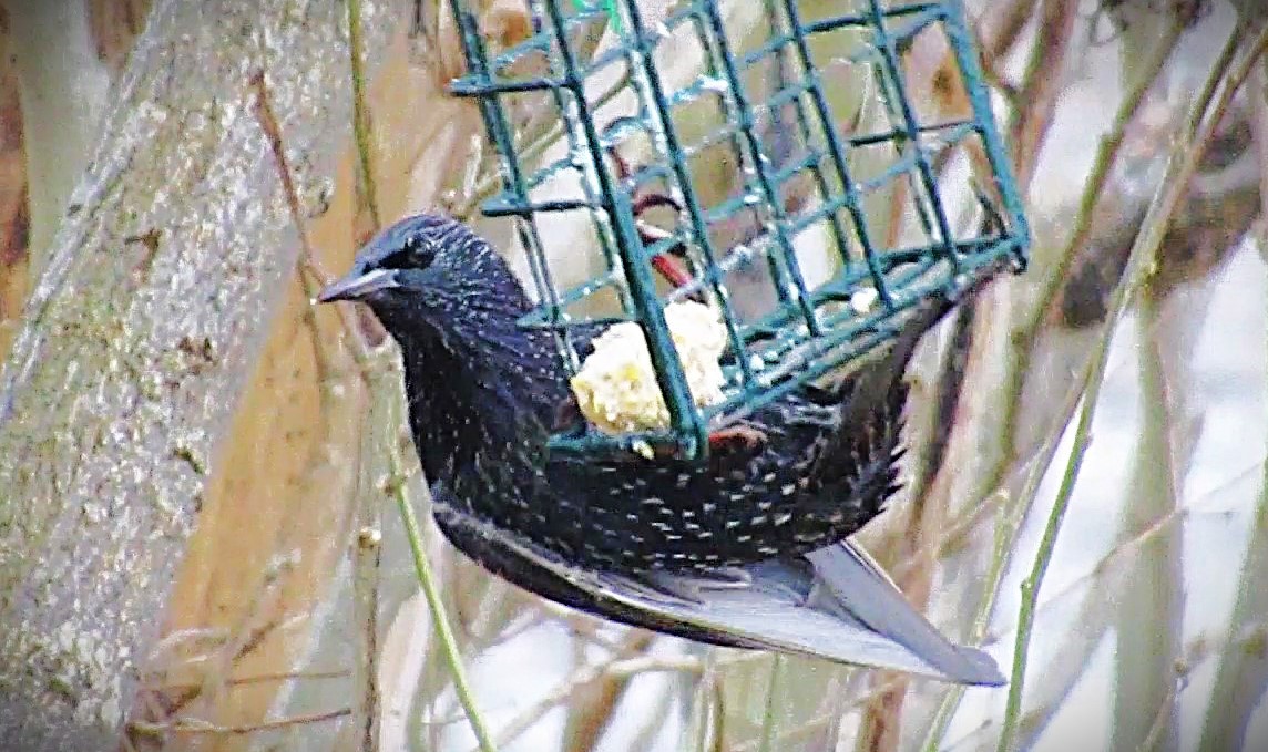 European Starling - ML646588942