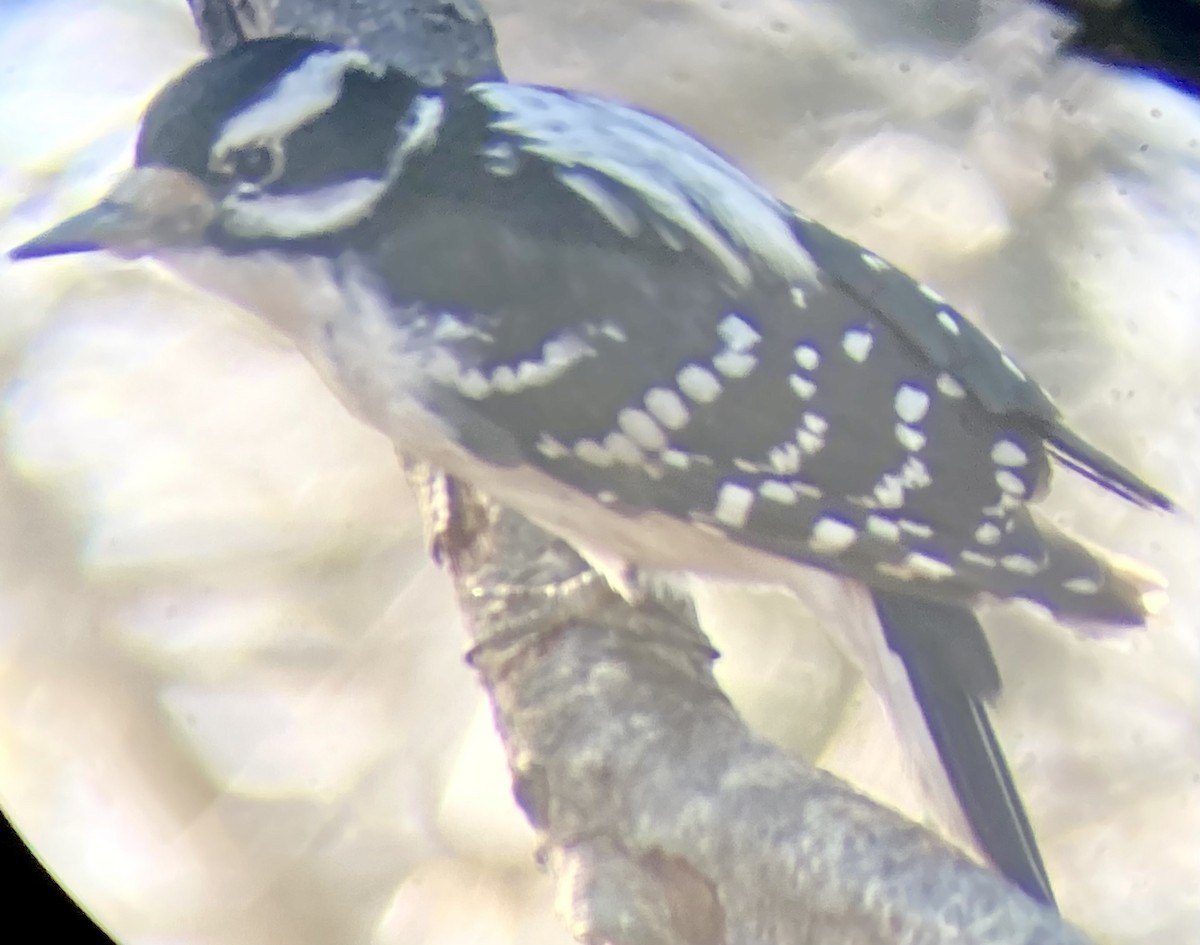 hårspett (villosus gr.) - ML646588944