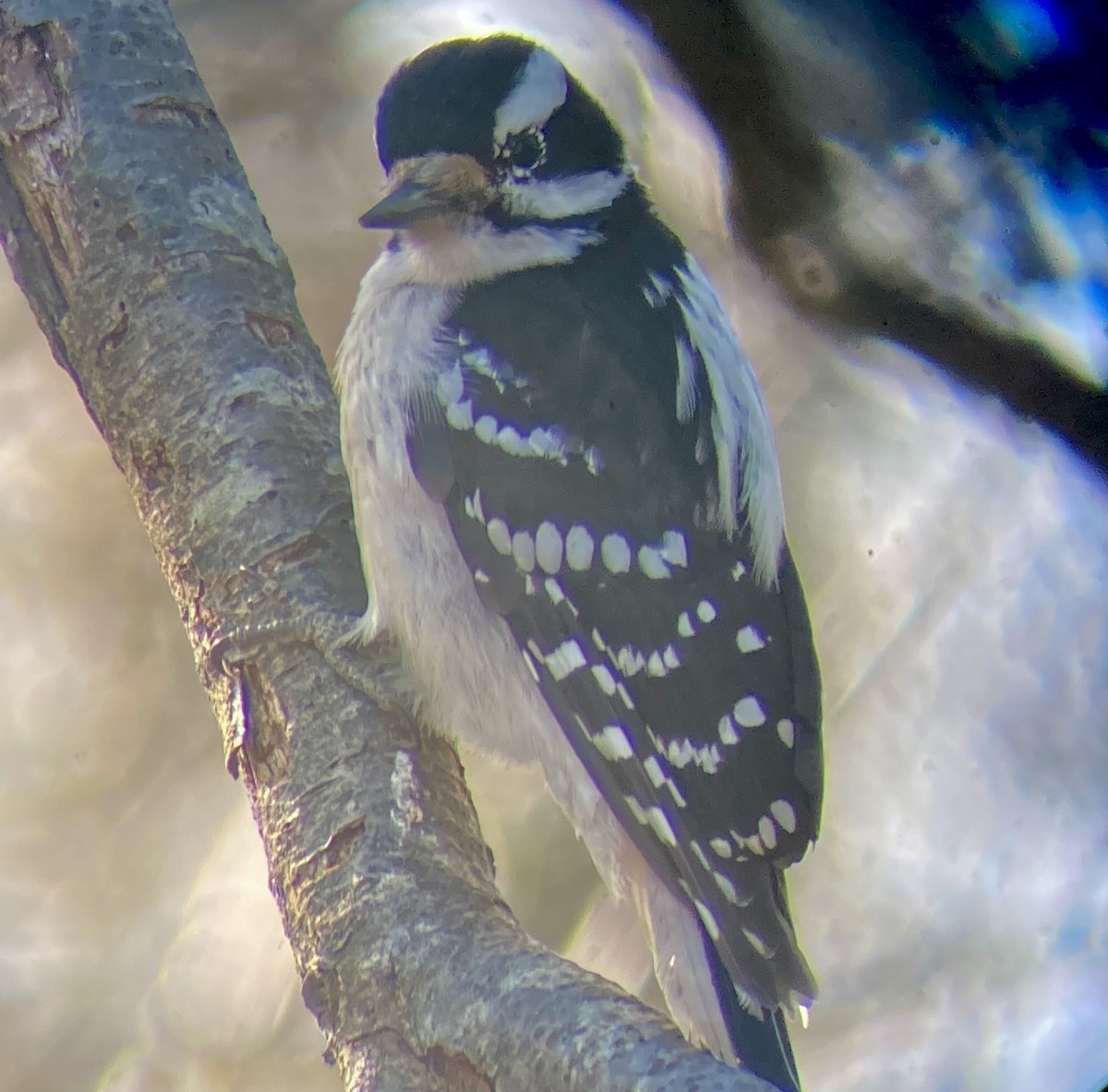 hårspett (villosus gr.) - ML646588945