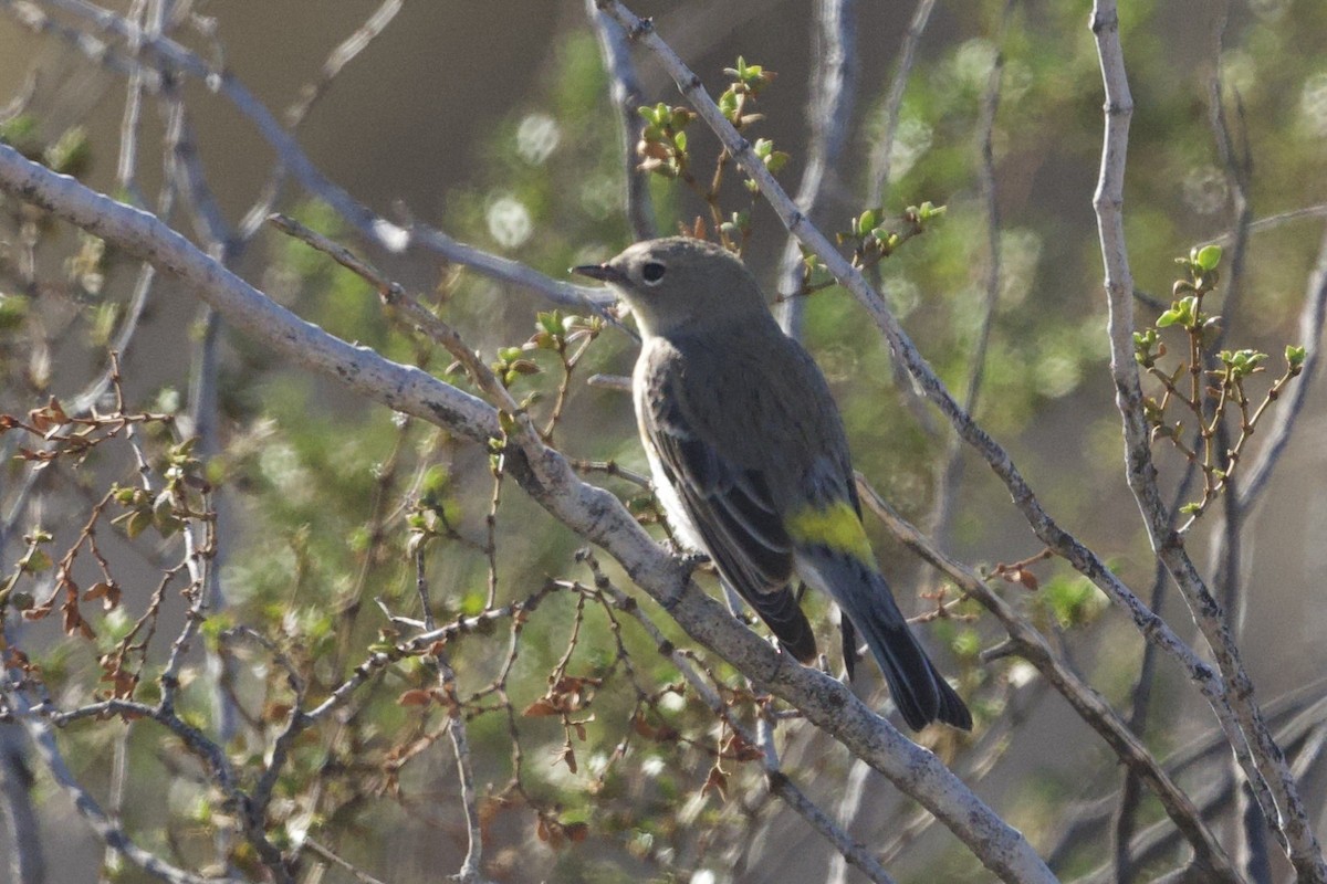 Reinita Coronada - ML646588947