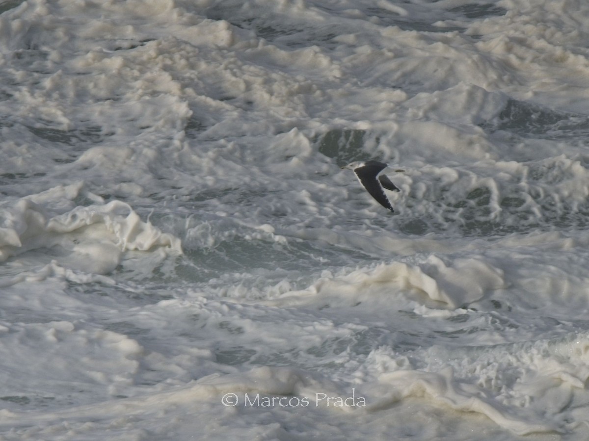 小黑背鷗 - ML646588955