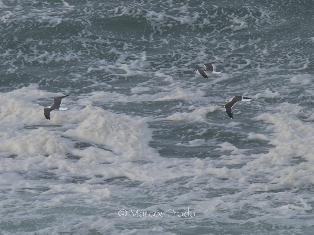 小黑背鷗 - ML646588956