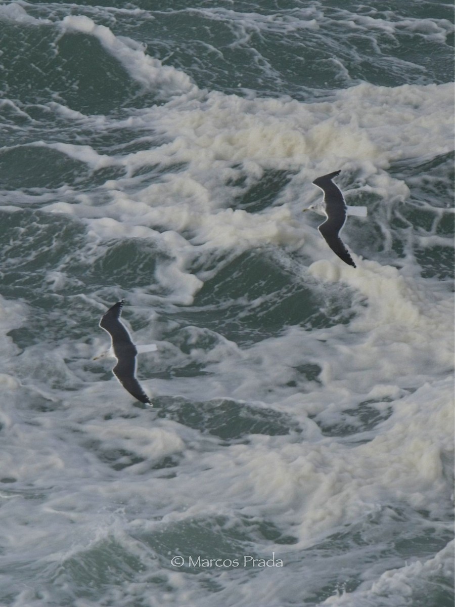 小黑背鷗 - ML646588957