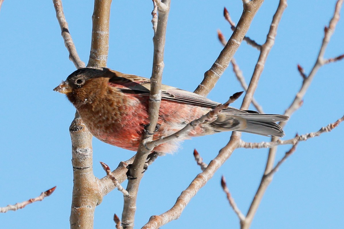 Brown-capped Rosy-Finch - ML646588965