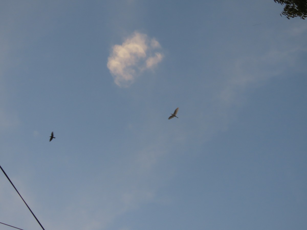 Héron de Coromandel - ML646588968