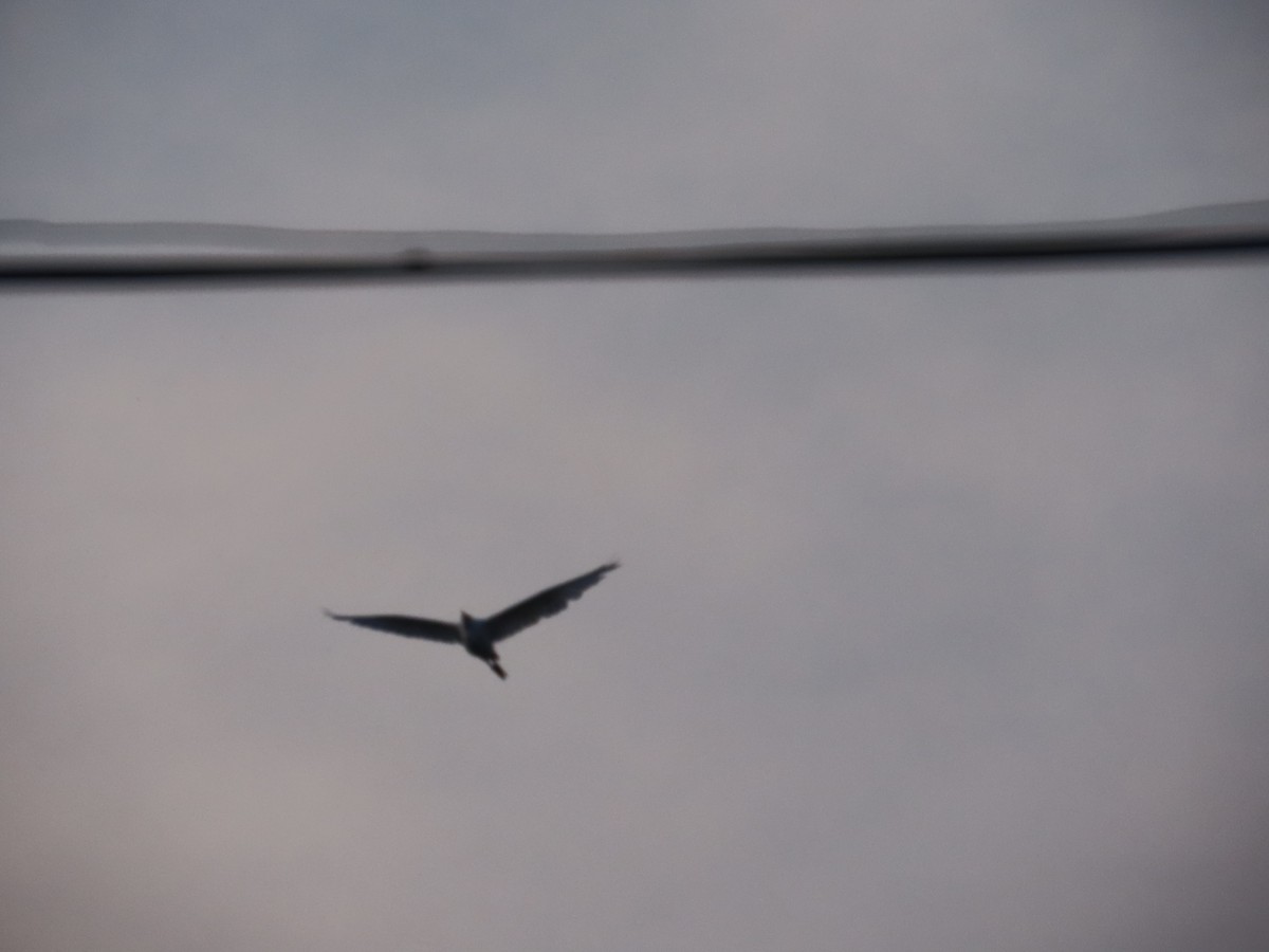 Héron de Coromandel - ML646588969