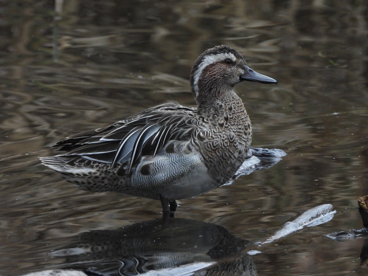 Garganey - ML646588971
