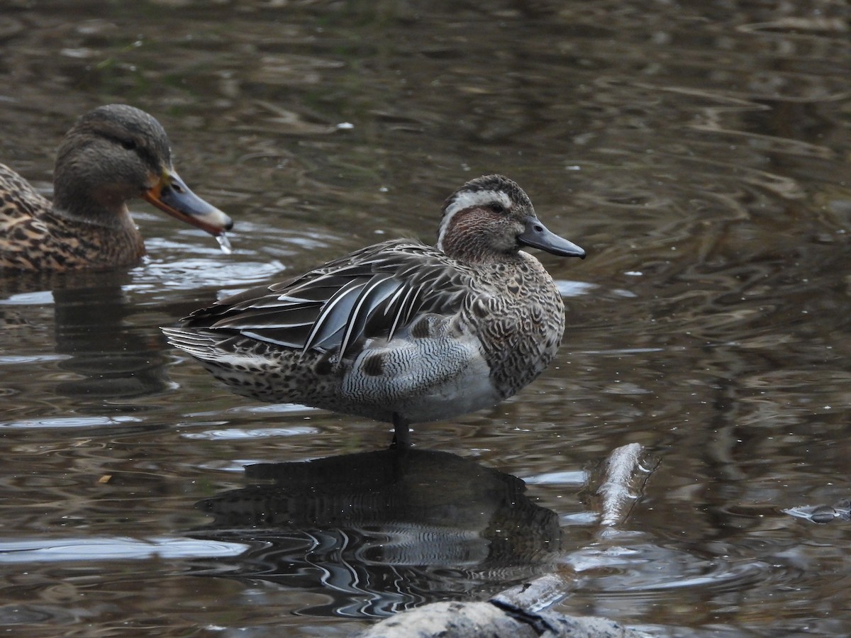 Garganey - ML646588972